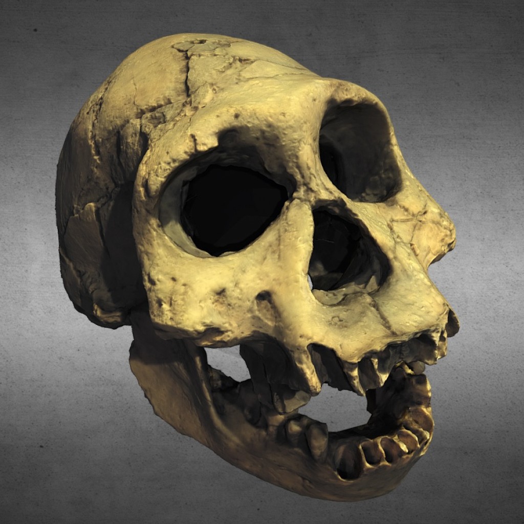 Homo erectus georgicus preview image 1